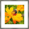 Busy Bee #1 Framed Print