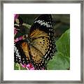 Butterfly 6 #1 Framed Print