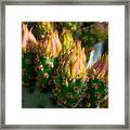 Cactus Flower #1 Framed Print