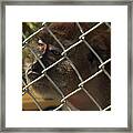 Caged Monkey #1 Framed Print