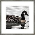 Canada Goose #1 Framed Print