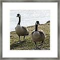 Canada Geese      #2 Framed Print