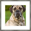 Cane Corso, A Dog Breed From Italy #1 Framed Print