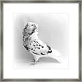 Capuchine Pigeon #1 Framed Print