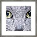 Cat Eyes #1 Framed Print
