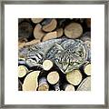 Cat Resting On A Heap Of Logs #1 Framed Print