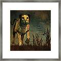 Cheetah Hunting During The African Night #1 Framed Print