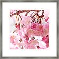 Cherry Blossoms #1 Framed Print