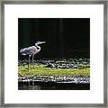 Chesapeake Bay Great Blue Heron #1 Framed Print