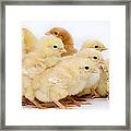 Chicks #1 Framed Print
