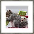 Christmas Squirrel #1 Framed Print