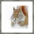 Christmas Squirrel #1 Framed Print