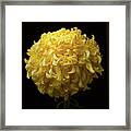 Chrysanthemum 'mckinley' #1 Framed Print