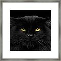 Close-up Black Cat With Yellow Eyes Framed Print