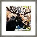 Colorado Moose #1 Framed Print