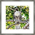 Colorado Red Tailed Hawk  #1 Framed Print