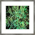 Common Ragweed In Flower #1 Framed Print