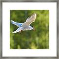 Common Tern #1 Framed Print