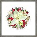 Congenial Poinsettias #1 Framed Print