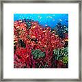 Coral Reef Scene #1 Framed Print