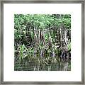 Cypress Knees  #1 Framed Print