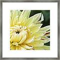 Dahlia Named Cambridge #3 Framed Print