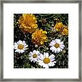 Daisies And Marigolds #1 Framed Print