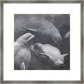 Dancing Belugas Framed Print