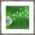 Dandelion Seeds #1 Framed Print