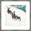 Deer In Snow #1 Framed Print