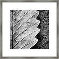 Dried Leaf #1 Framed Print