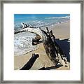 Driftwood On Ffryes Beach #1 Framed Print