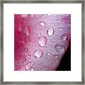 Droplets On Pink #1 Framed Print