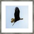 Eagle #1 Framed Print