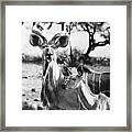East Africa: Kudu #1 Framed Print