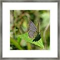 Eastern Tailed Blue Butterfly #1 Framed Print