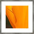 Electric Poppy #1 Framed Print