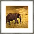 Elephant #1 Framed Print