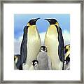 Emperor Penguin Aptenodytes Forsteri Framed Print