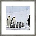 Emperor Penguins And Chicks #1 Framed Print