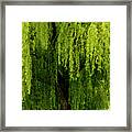 Enchanting Weeping Willow Tree Framed Print