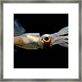 Eye Flash Squid #1 Framed Print