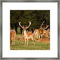 Fallow Deer #1 Framed Print