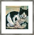 Farm Cat #1 Framed Print