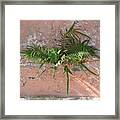 Fern  #1 Framed Print