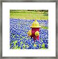 Fire Hydrant In The Bluebonnets #1 Framed Print