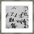 Flight Of The Sandhill Cranes #1 Framed Print