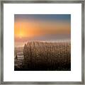 Foggy Sunrise Over Mn Cornfields #1 Framed Print