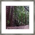 Forest Trail #1 Framed Print