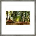 #forest #wald #bos Near #lagevuursche #1 Framed Print